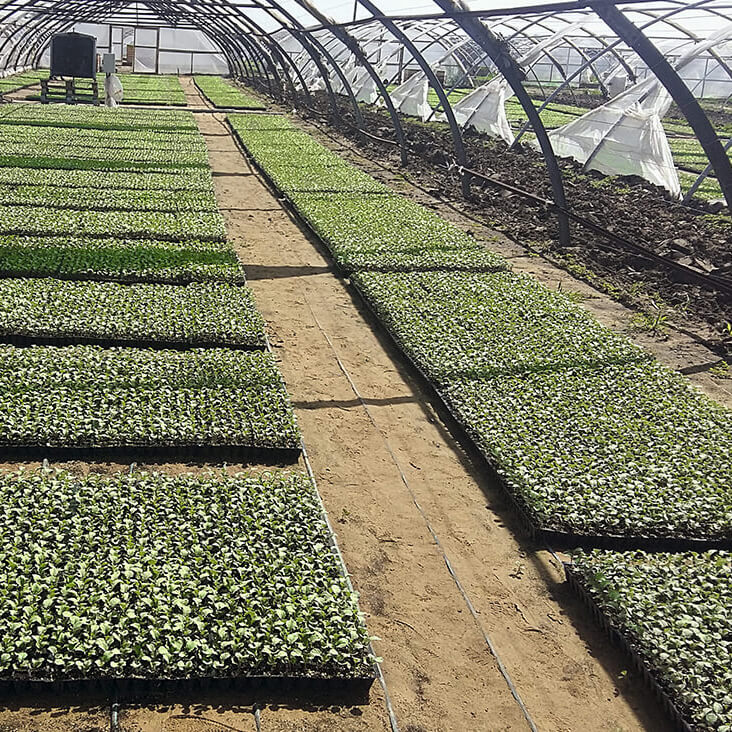 Как&nbsp;уберечь овощные растения от&nbsp;солнечных ожогов