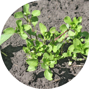 Балапан орташа