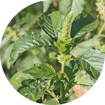 Ширица (көкшіл, артқа лақтырылған, қысылған)