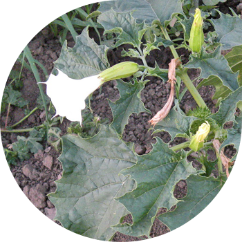 Кәдімгі датура