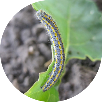 Қырыққабат ақ, қырыққабат