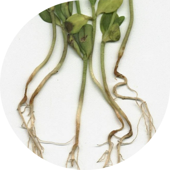 Зығыр антракнозы