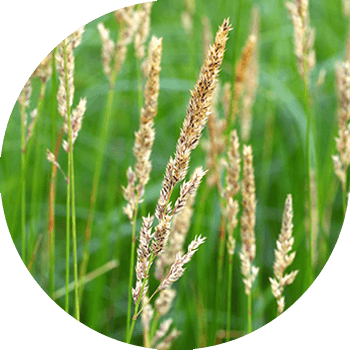 Қамыс тәрізді Канария