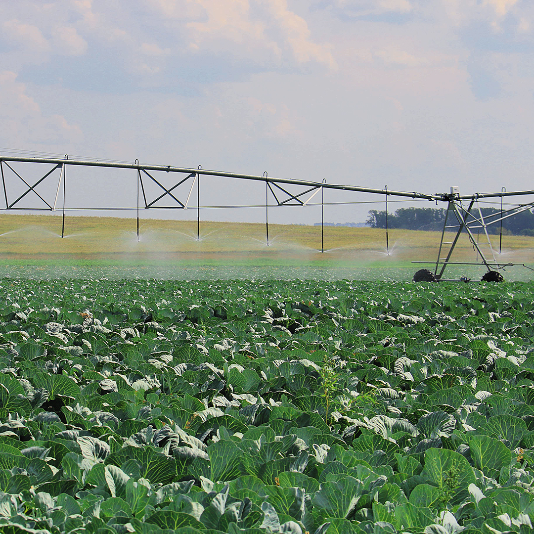 Овощи из&nbsp;Поволжья