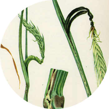 Қара бидайдың сабағы