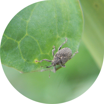 Қырыққабаттың сабағы жасырын